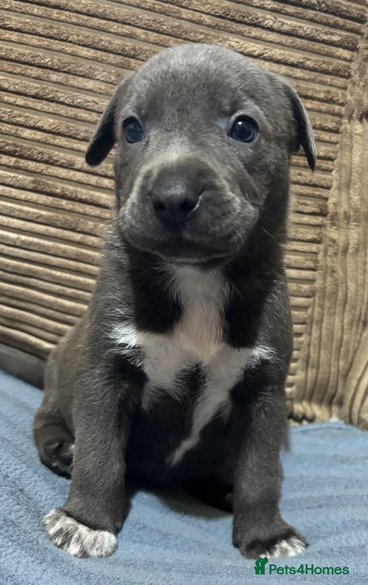 Mixed Breed dogs for sale: Gorgeous Blue & Brindle Mixed Breed Puppies 🫐💗 - Advert 10