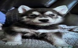 Shepsky dogs for sale: Siberian husky hybrids  - Image 4