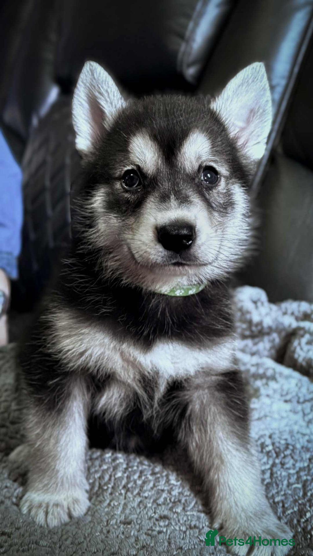 Shepsky dogs for sale: Siberian husky hybrids  - Image 4