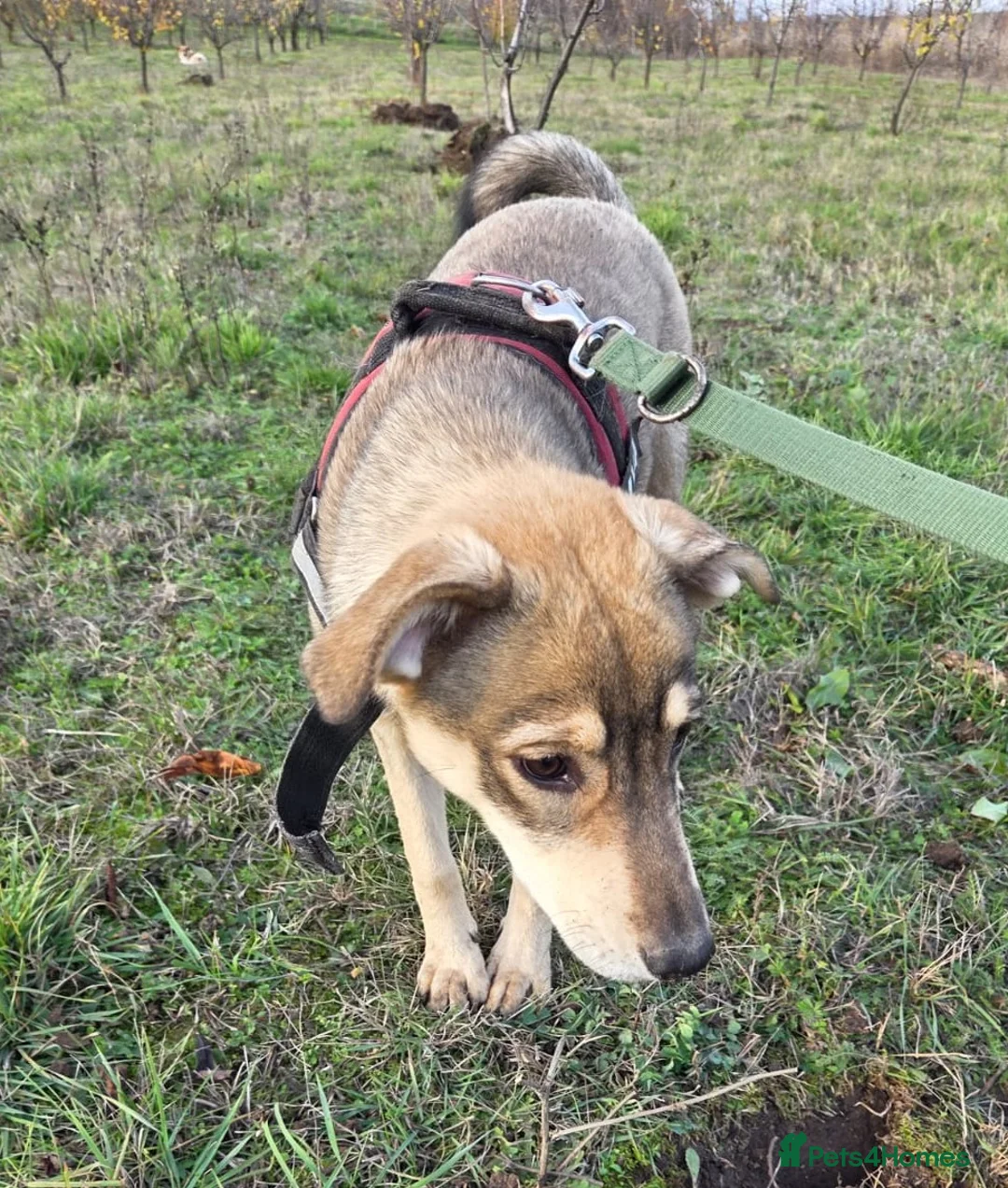 Mixed Breed dogs for adoption: 🐾DALIDA, Grace, Strength & a Heart Full of Love💛 - Advert 1