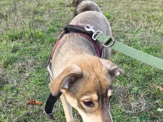 Mixed Breed dogs 🐾DALIDA, Grace, Strength & a Heart Full of Love💛 - Advert 1