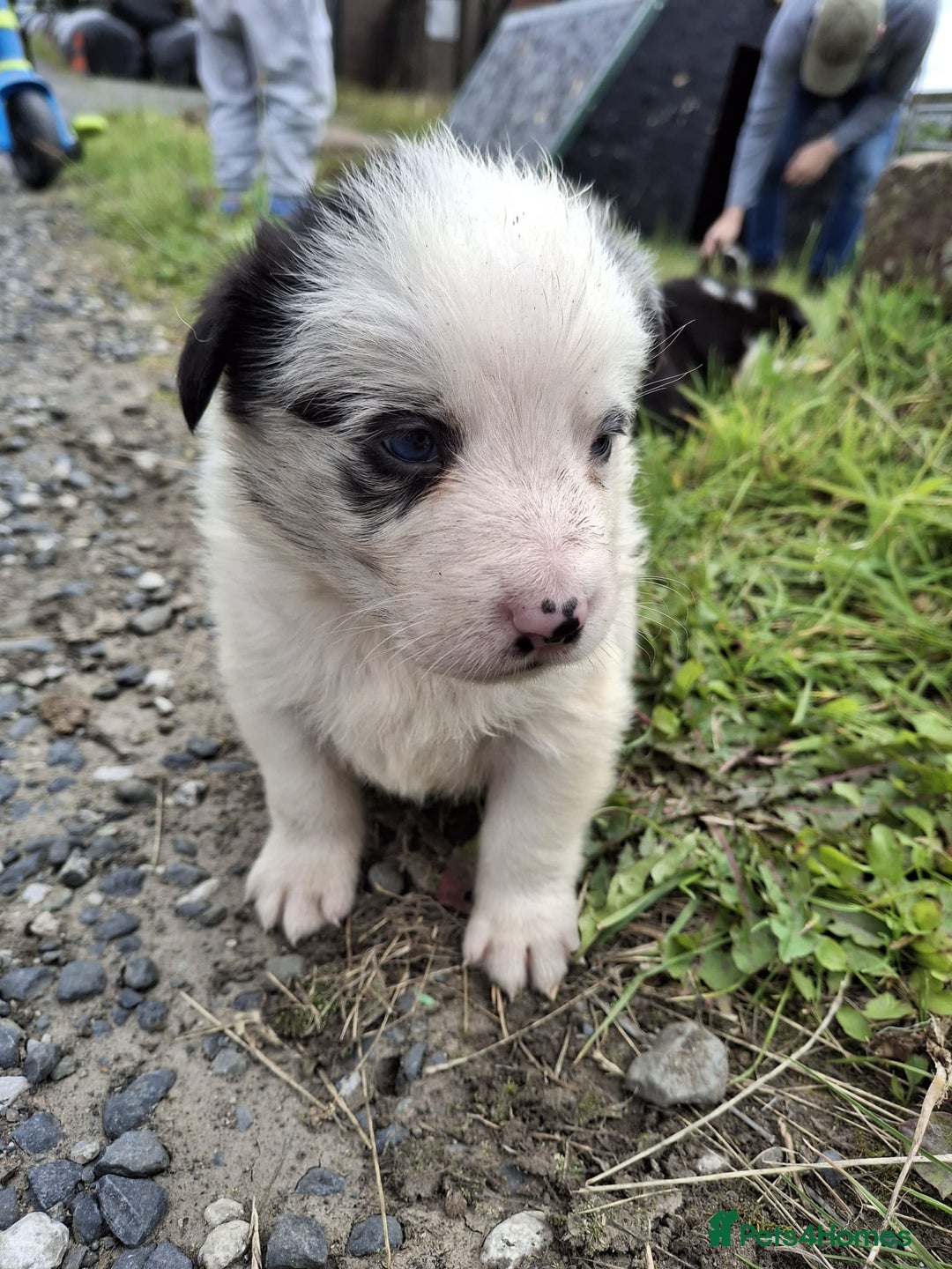 Mixed Breed dogs for sale: Border Collie x Australian Shepherd - Image 9