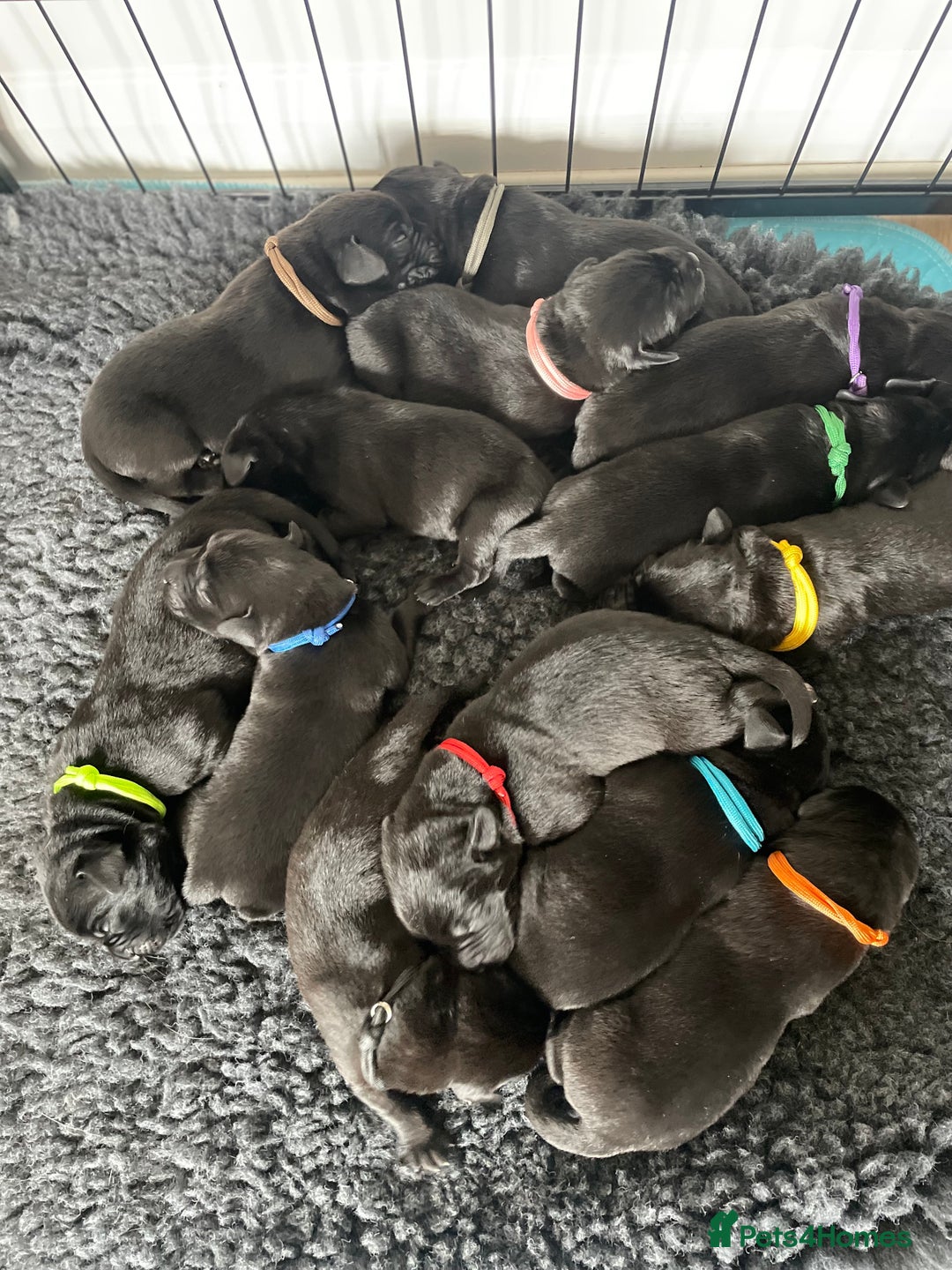 Labrador Retriever dogs for sale:  🐾 Gorgeous Black Labrador Puppies 🐾 - Image 5