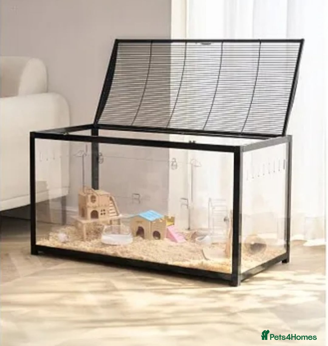 Hamster rodents for sale: Syrian Hamster - Advert 10