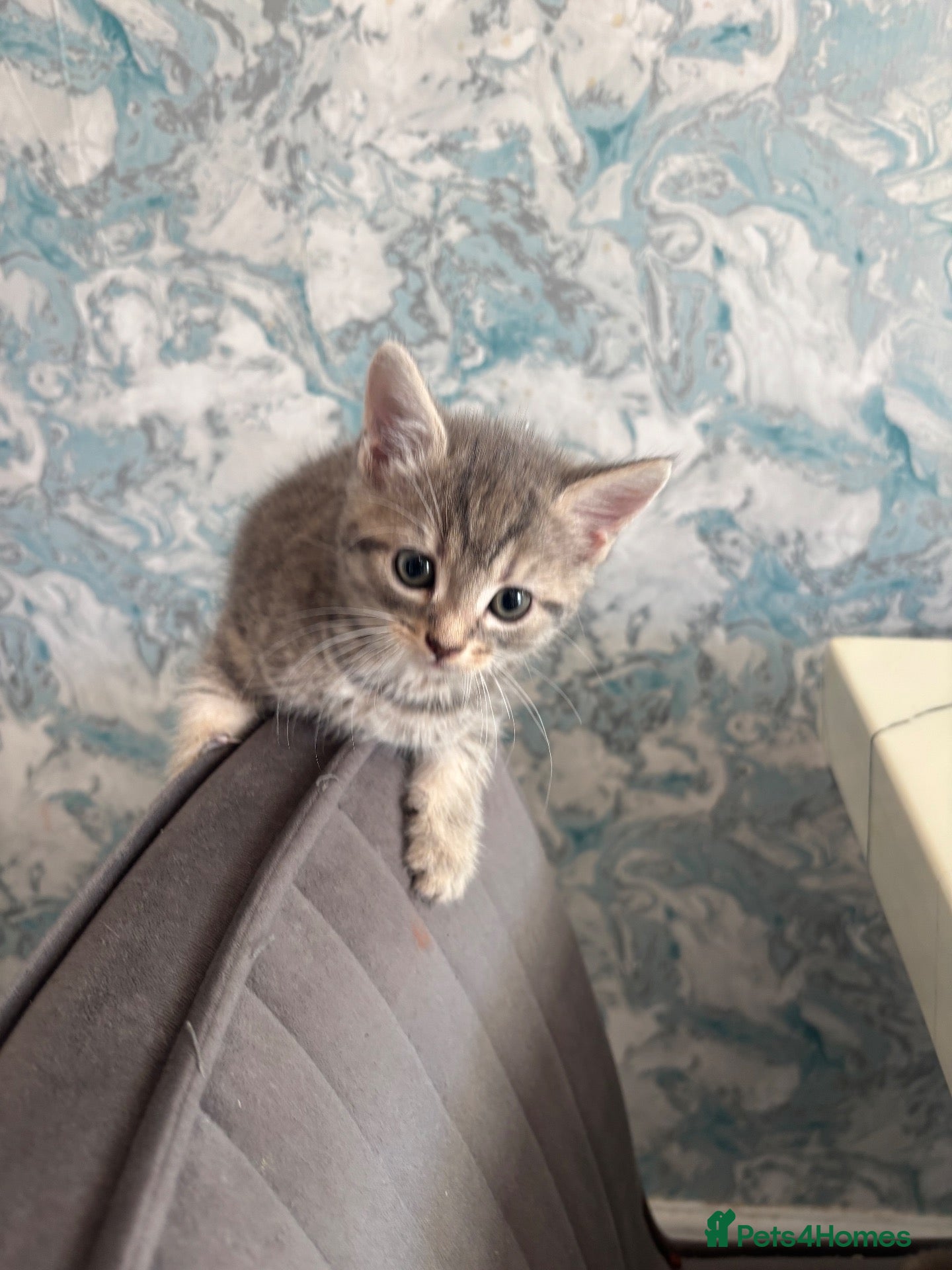 British Shorthair cats Gorgeous grey British shorthair cross kittens 🐱 - Advert 8
