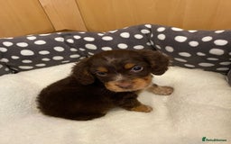 Cocker Spaniel dogs for sale: Working Cocker spaniel puppies  - Image 4