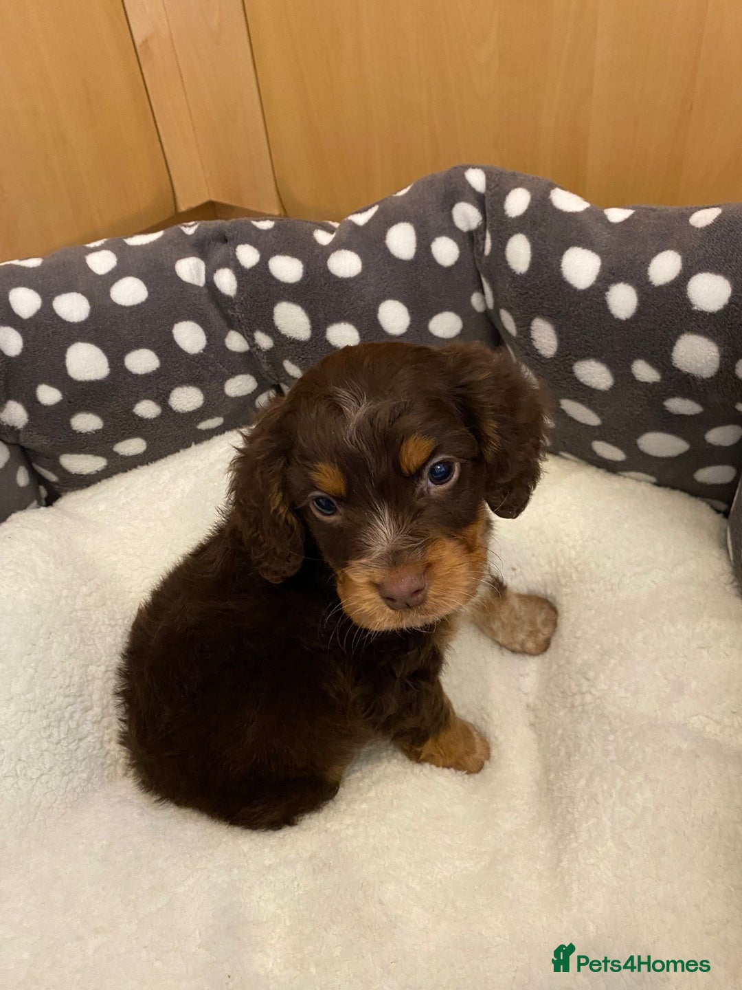 Cocker Spaniel dogs for sale: Working Cocker spaniel puppies  - Image 4