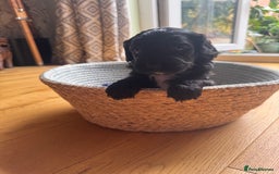 Cockapoo dogs for sale: Last Male fantastic champion line 20 combined  - Image 26