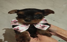 Yorkshire Terrier dogs for sale: 💝💝Beautiful miniature babies 💝💝 - Image 16