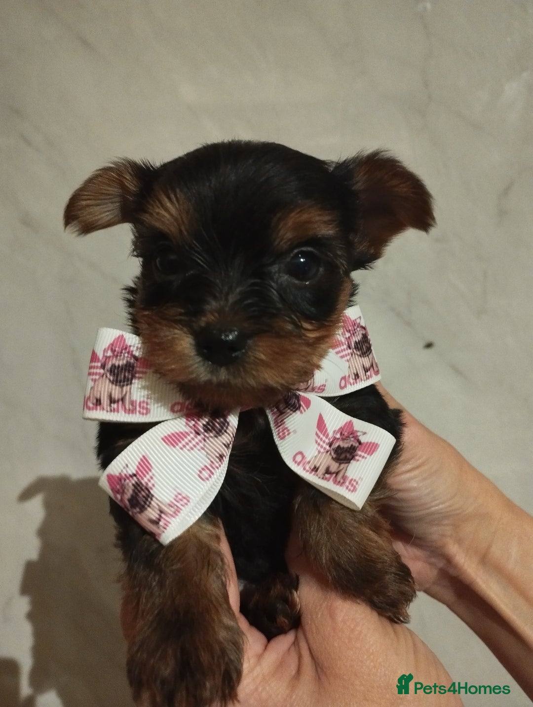 Yorkshire Terrier dogs for sale: 💝💝Beautiful miniature babies 💝💝 - Image 16