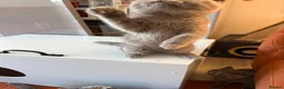 British Shorthair cats for sale: Ready to leave pedigree BSH kittens - Advert 24