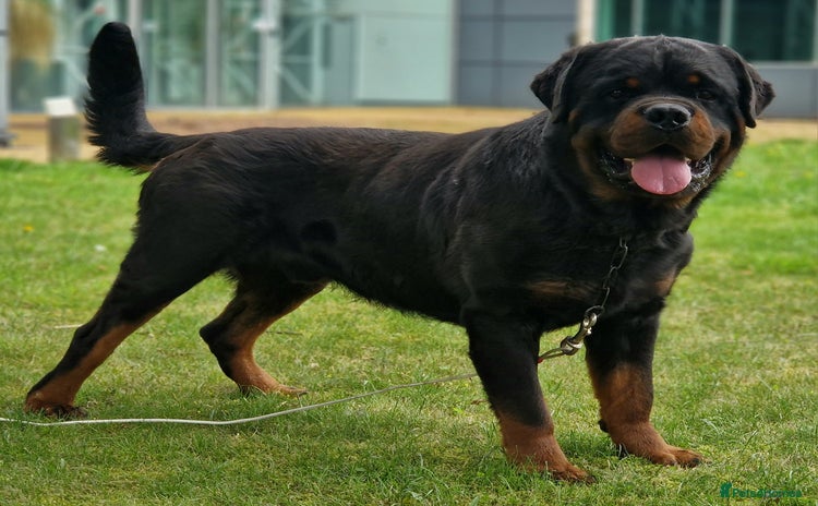 Rottweiler dogs - Advert 1