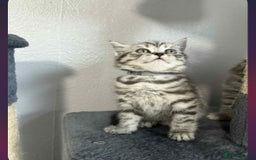 Scottish Fold cats for sale: scottish fold kittens  - Image 23