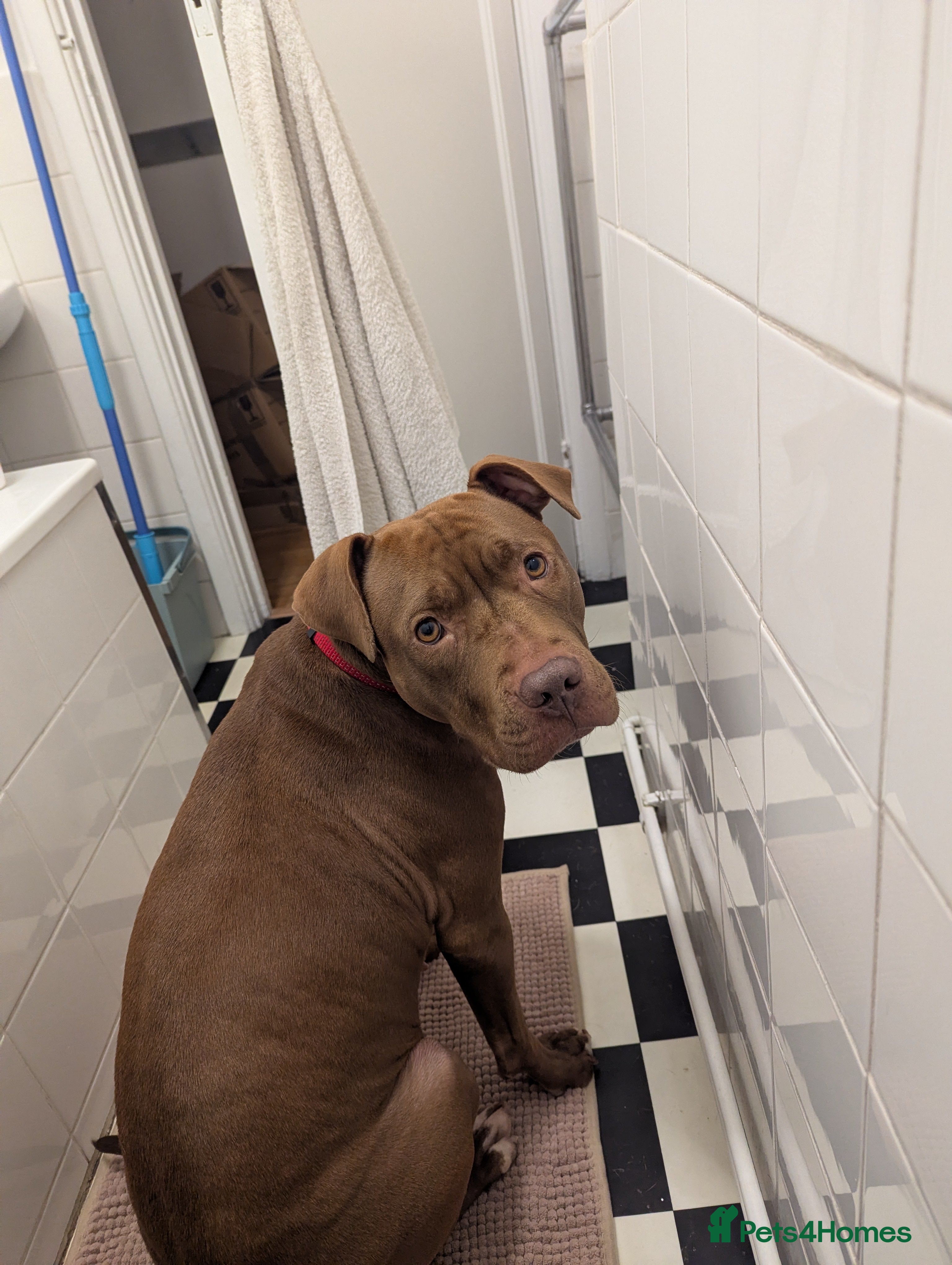 American Bull Staffy dogs Sweet Bullies need separate homes - Advert 5