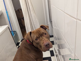 American Bull Staffy dogs Sweet Bullies need separate homes - Advert 1