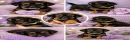 Yorkshire Terrier dogs for sale: Yorkshire terrier puppies ready now - Advert 10