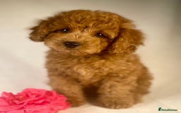Cavapoo dogs for sale: F1B Cavapoo health tested boutique breeder - Image 15