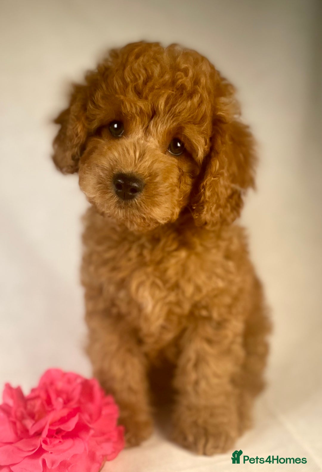 Cavapoo dogs for sale: F1B Cavapoo health tested boutique breeder - Image 15