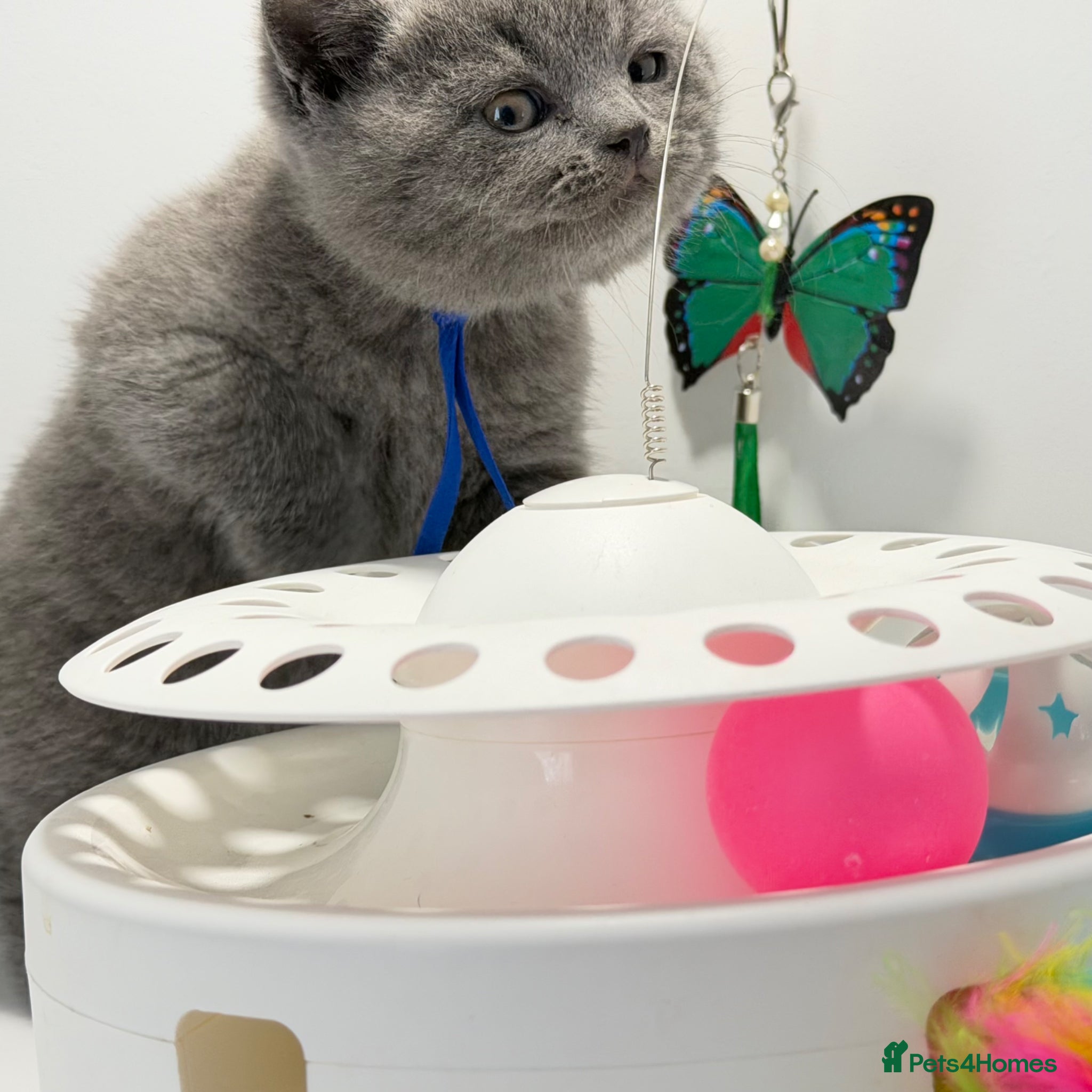 British Shorthair cats GCCF British short hair boy  - Advert 2