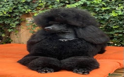 Standard Poodle dogs for sale: Outstanding Standard Poodle Puppies - Image 7