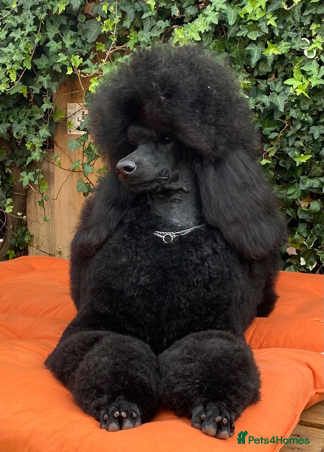Standard Poodle dogs for sale: Outstanding Standard Poodle Puppies - Image 7