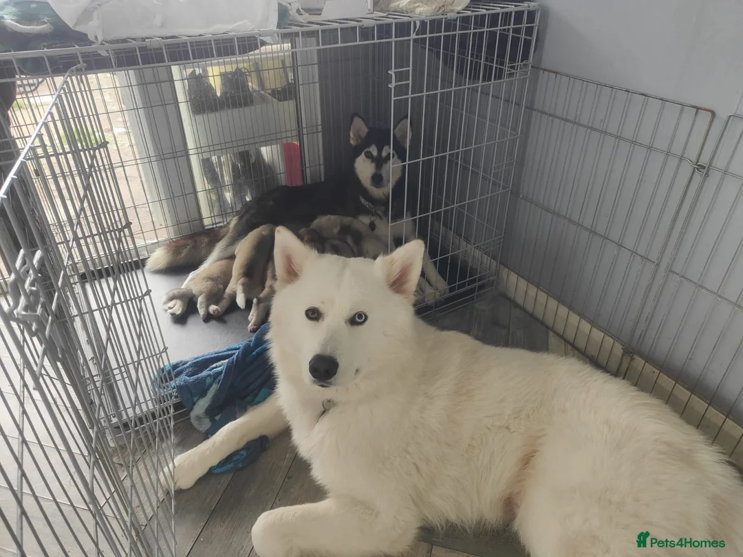Siberian Husky dogs for sale: Friendly Siberian Husky Puppies - Advert 3