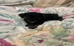 Yorkiepoo dogs for sale: Yorkipoo Puppies  - Image 3