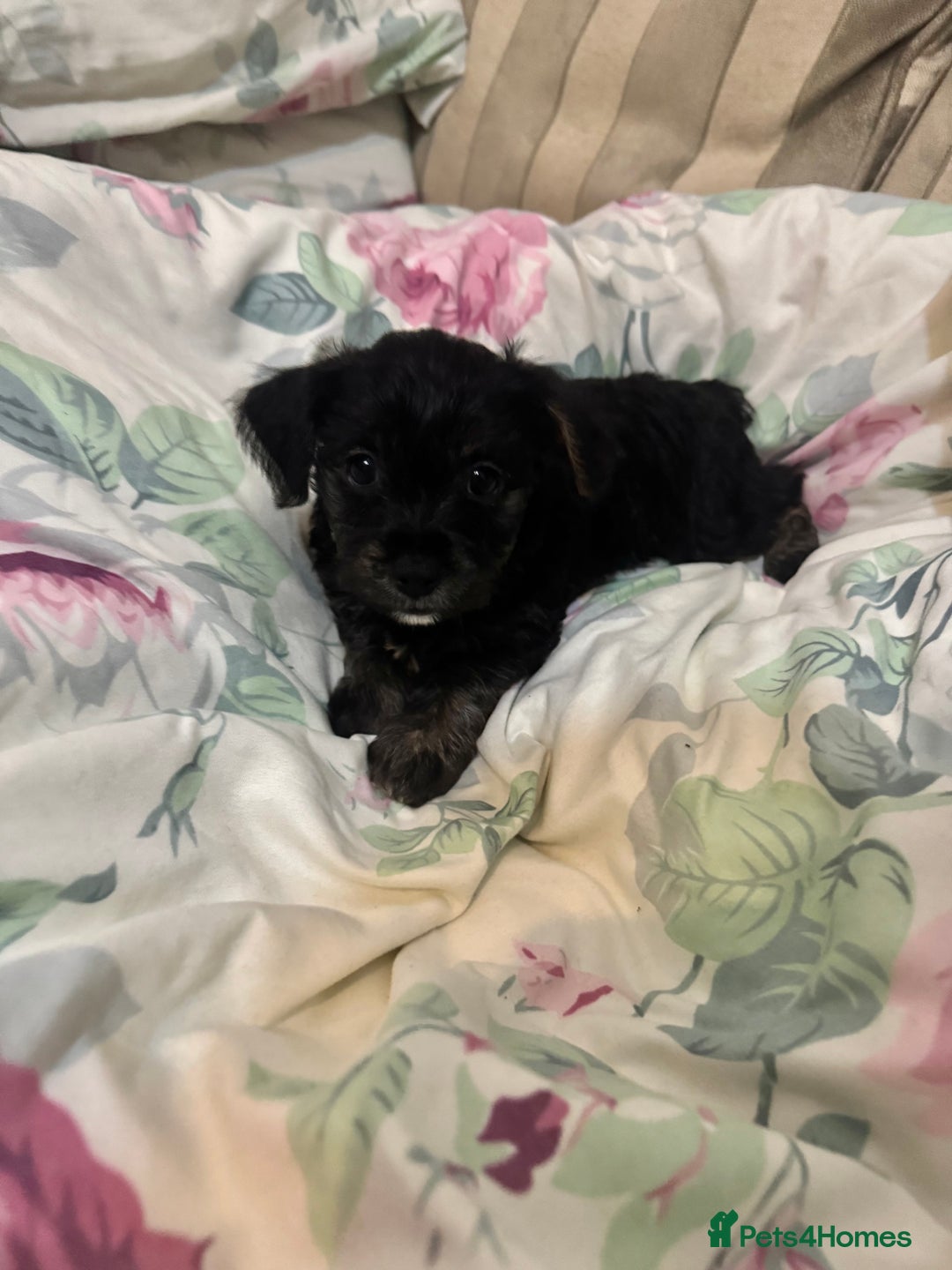 Yorkiepoo dogs for sale: Yorkipoo Puppies  - Image 3