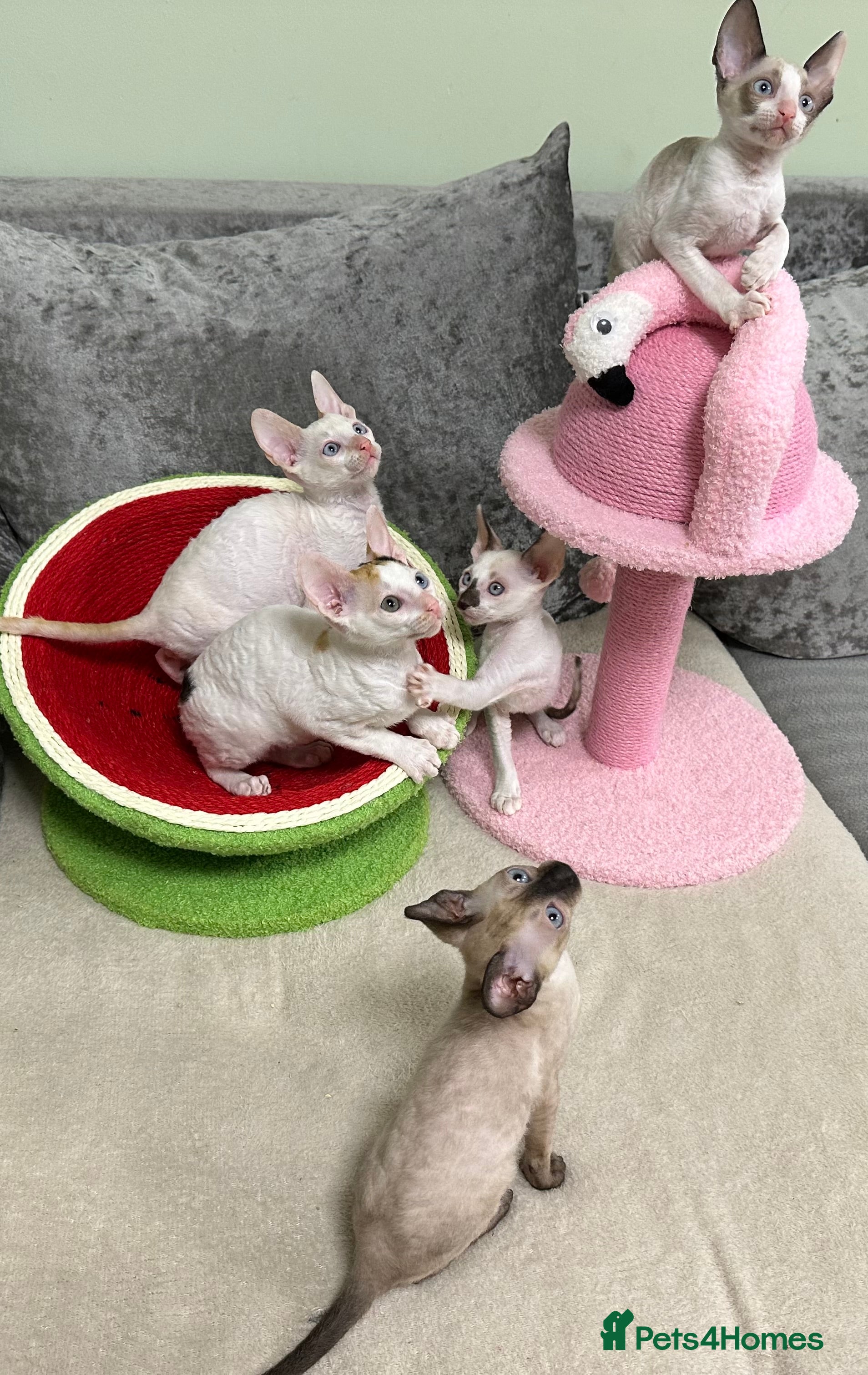 Cornish Rex cats 🌟Cornish Rex Kittens — Blue Eyes, Champion Line🌟 - Advert 4