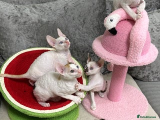 Cornish Rex cats 🌟Cornish Rex Kittens — Blue Eyes, Champion Line🌟 - Advert 4
