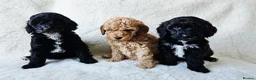 Cockapoo dogs for sale: F1B Show Cockerpoo puppies 3 available girls - Advert 33