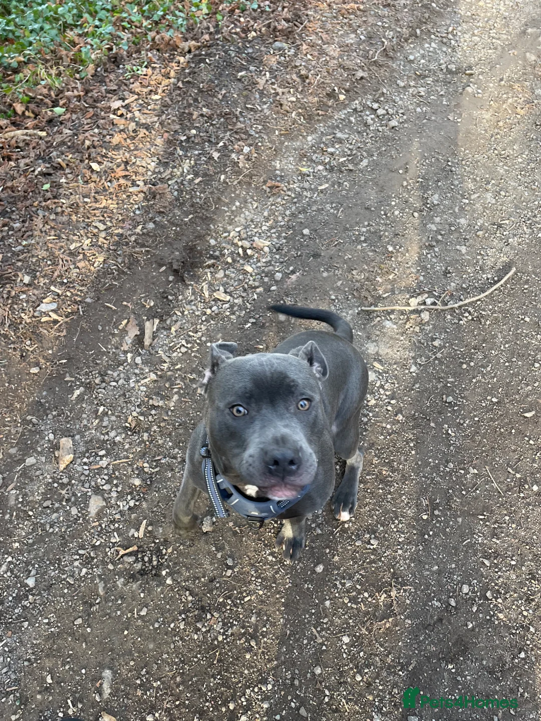 Staffordshire Bull Terrier dogs for sale: 11 month old staff for rehoming.  - Advert 2
