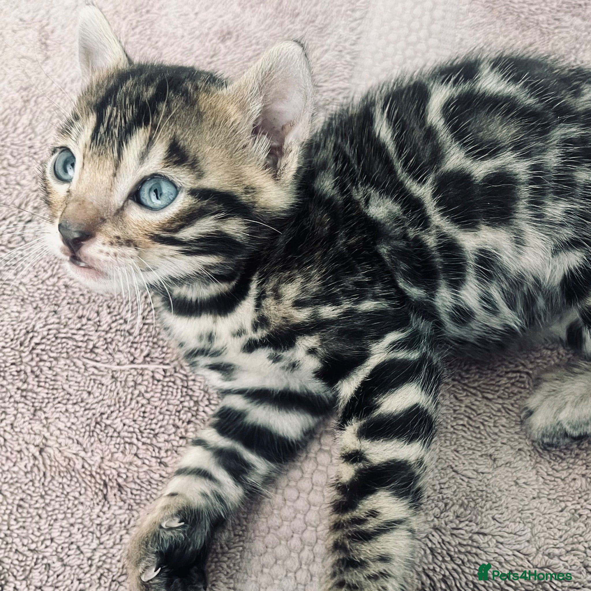 Bengal cats Beautiful Bengal kittens - Advert 2