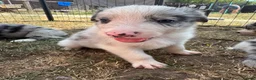 Border Collie dogs for sale: Border collie puppies  - Advert 11
