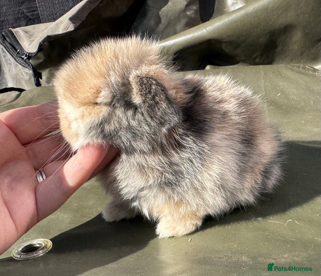 Mini Lop rabbits for sale: STUNNING baby mini lops - Image 14