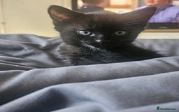 Mixed Breed cats for sale: 2 playful male kittens  - Image 1