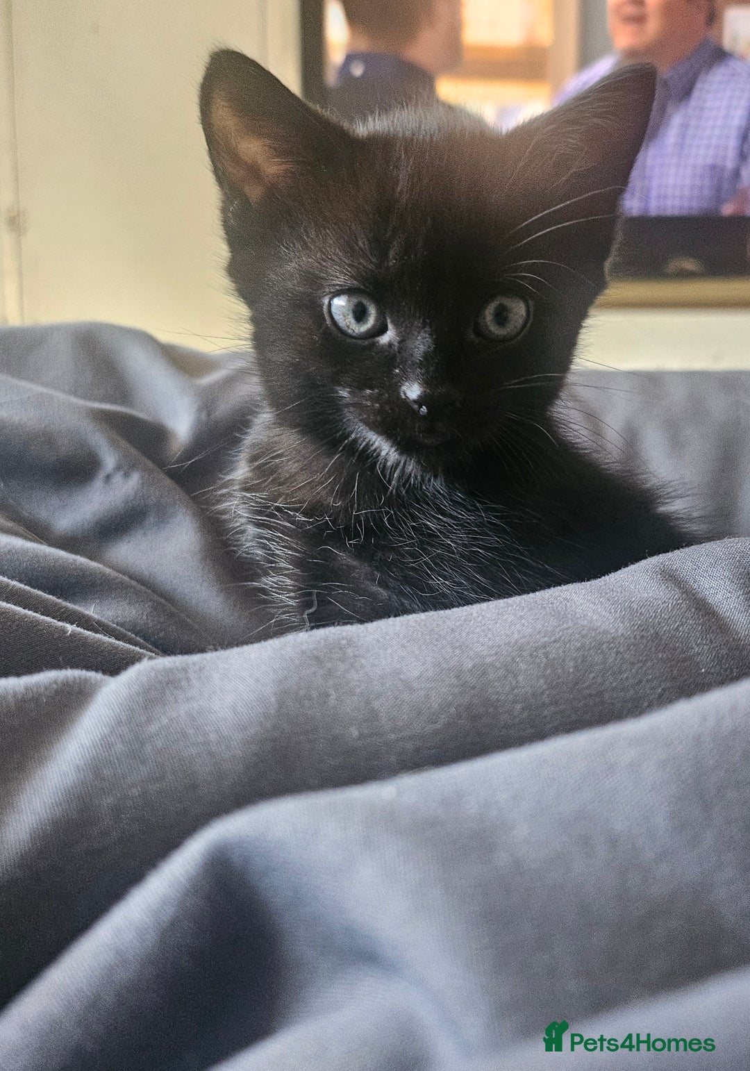 Mixed Breed cats for sale: 2 playful male kittens  - Image 1