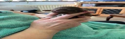 Chihuahua dogs for sale: Long hair chihuahuas  in Battle - Advert 10