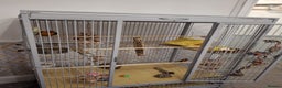 Conures birds for sale: Mango Conure - Advert 12