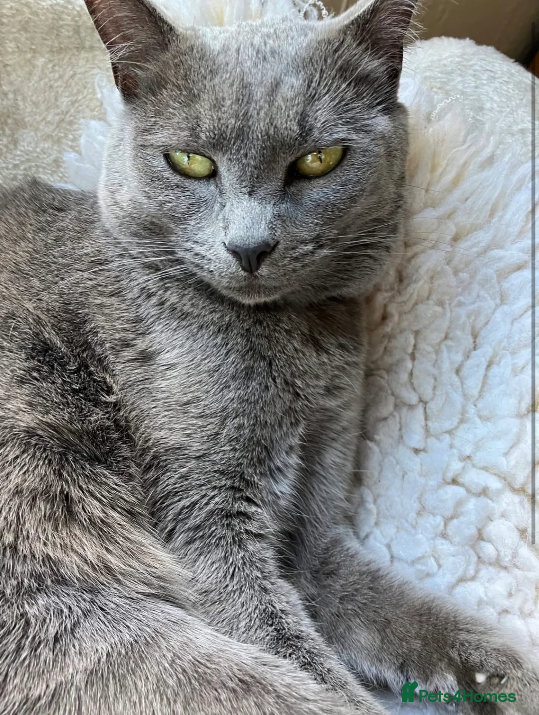 Russian Blue cats for sale: Russian blue kitten - ready to leave - Advert 7