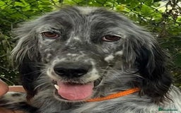 English Setter dogs for adoption: Tana  - Image 2