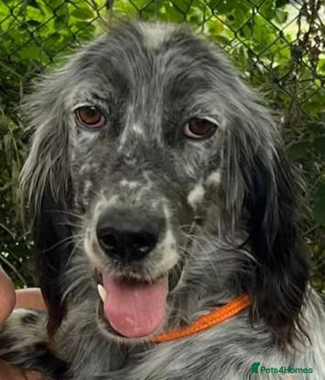 English Setter dogs for adoption: Tana  - Image 2