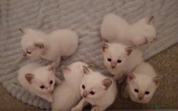 Ragamese cats for sale: Ragamese lilac kittens - Image 16