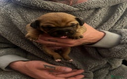 Mixed Breed dogs for sale: Bulldach Puppies - Image 26