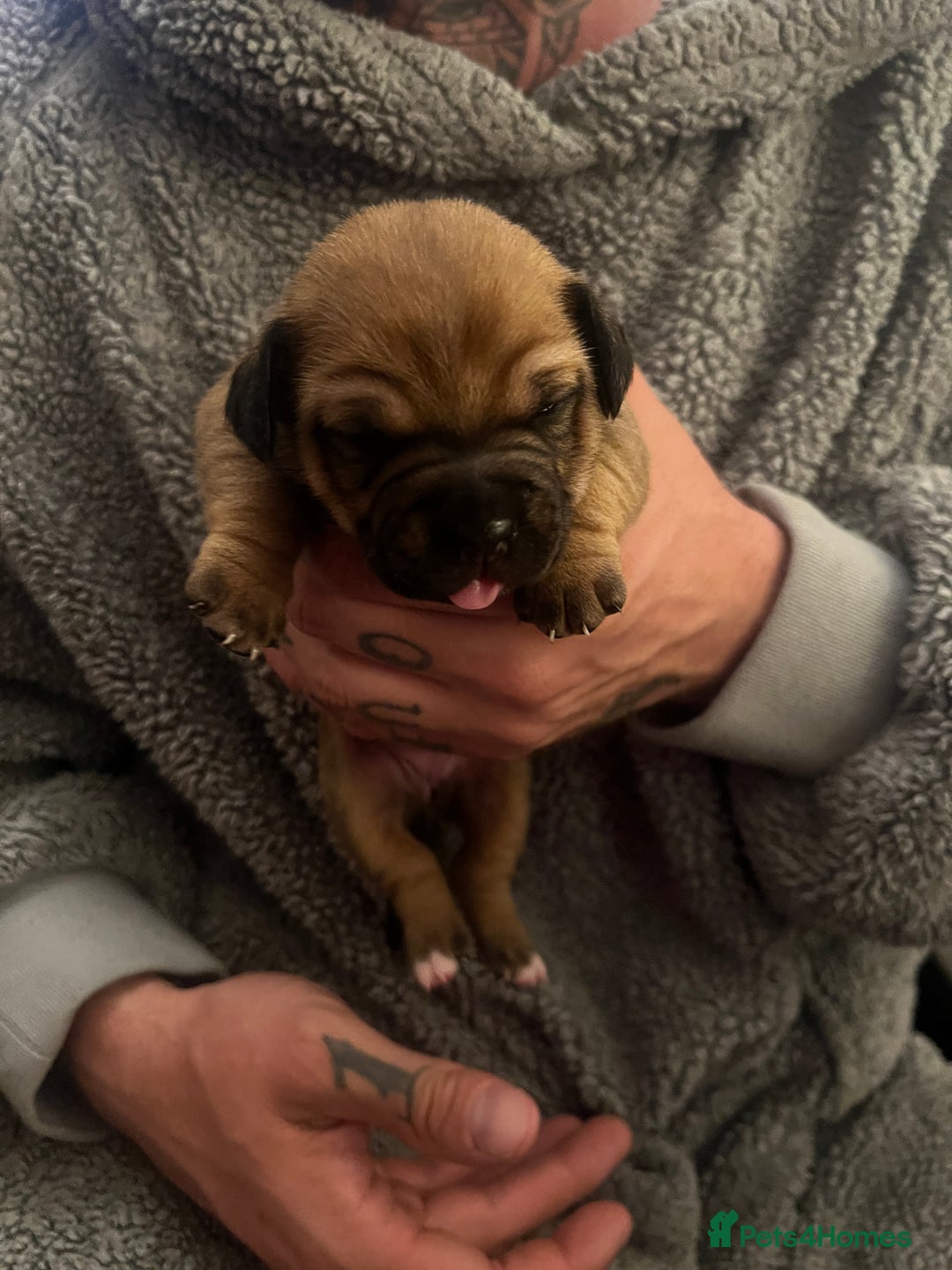 Mixed Breed dogs for sale: Bulldach Puppies - Image 26