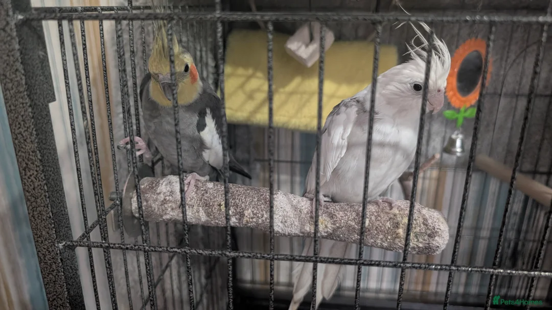 Cockatiels birds for sale: Two cocktails for sale  in Stockton-on-Tees - Advert 3