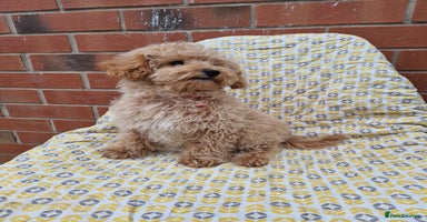 Cockapoo dogs - Advert 1