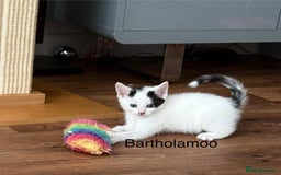 Mixed Breed cats for sale: 3 boys 2 girls - Image 13