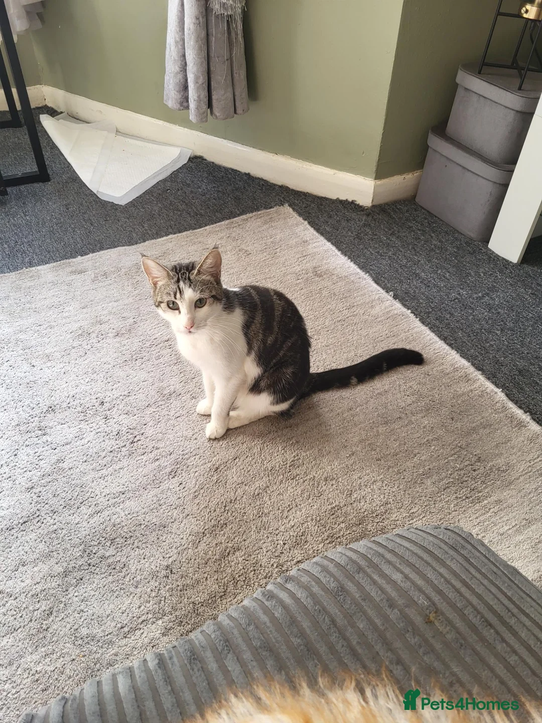 British Shorthair cats for sale: Female named willow  in Margate - Advert 2