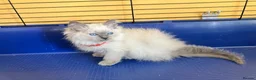 Ragdoll cats for sale: GCCF Ragdoll 🏆Champion Bloodline🌟5-Gen Pedigrees - Advert 21